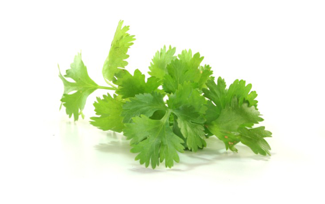 Coriander Leaves Complete Information Including Health Benefits